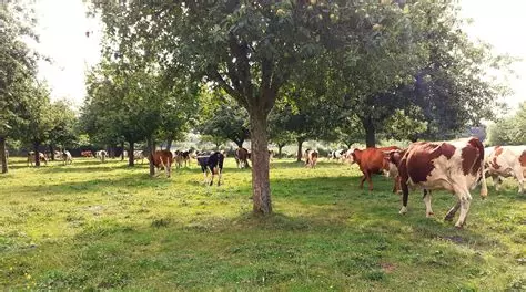 Photo des vaches de la Ferme laitière Nuage à Beaurieux (Nord)