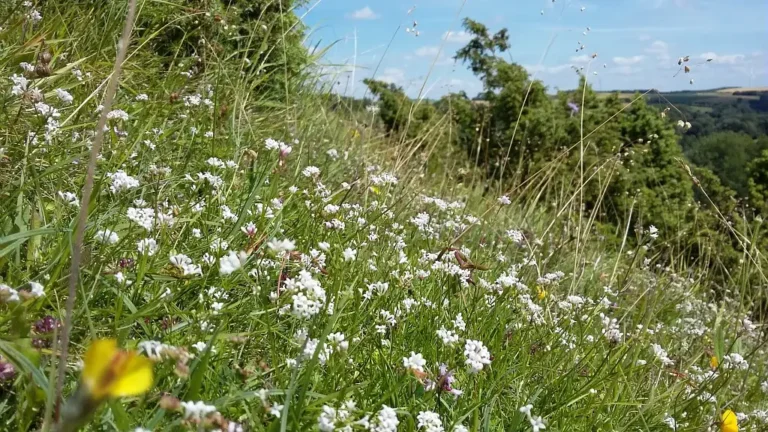 Photographie des fleurs gaillets nains (Galium pumilum) sur la réserve naturelle nationale de la grotte et des pelouses d'Acquin-Westbécourt et des coteaux de Wavrans-sur-l'Aa