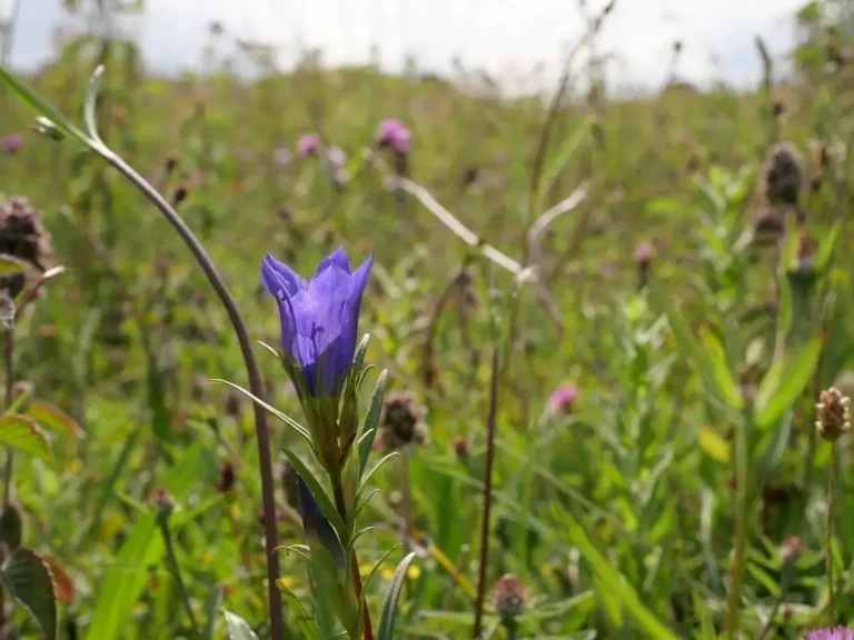 Photographie de la Gentiane pneumonanthe en premier plan. Fleur rare. On peut voir en arrière plan des Choins noirâtres (Schoenus nigricans)