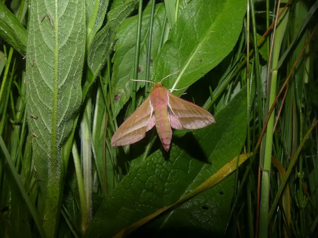 RNN – Le Marais d&rsquo;Isle