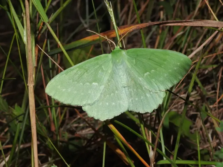 Photo d'un papillon de nuit (Hétérocéres) : la Grande Naïade (Geometra papilionaria). Photo prise dans l'Oise.