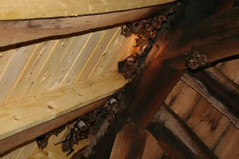 Photographie de grands Murins dans les combles du Château de Troissereux (Oise)