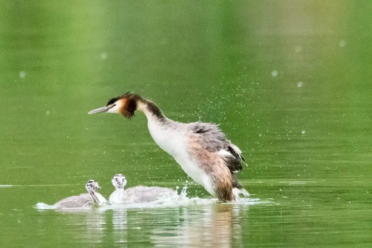 Photographie animalière du Grèbe Huppé (Podiceps cristatus) avec ses petits dans l'eau