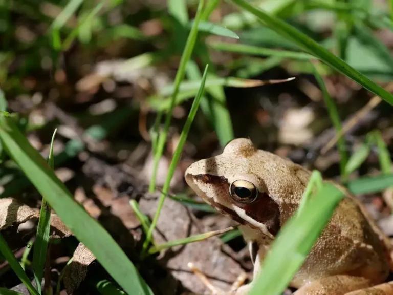 Photo animalière d'une grenouille agile (aussi appelée Rana dalmatina), prise sur les propriétés départementales du Marais de Sacy dans l'Oise (à Sacy-le-Grand)