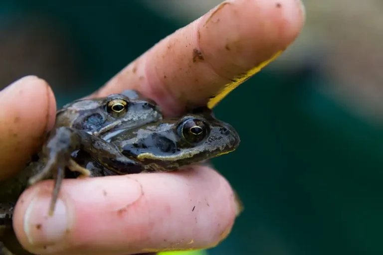 Photographie plan rapproché de grenouilles rousse (ou Rana temporaria)