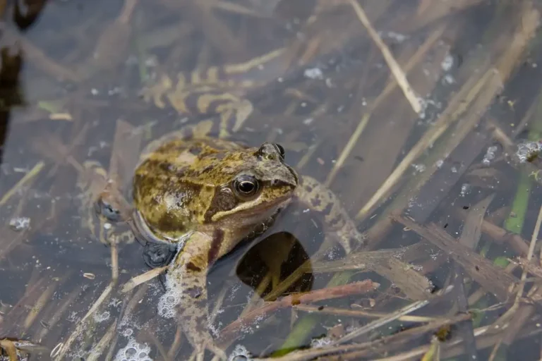 Photo animalière rapprochée d'une espèce d'anoure (amphibien sans queue), la Grenouille rousse (Rana temporaria)