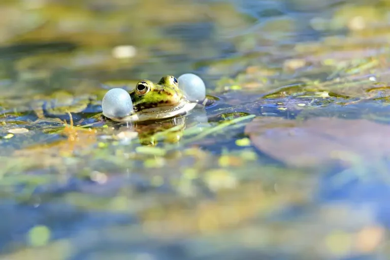 Photographie animalière d'une grenouille verte (Pelophylax kl. esculentus) qui coasse dans une mare.