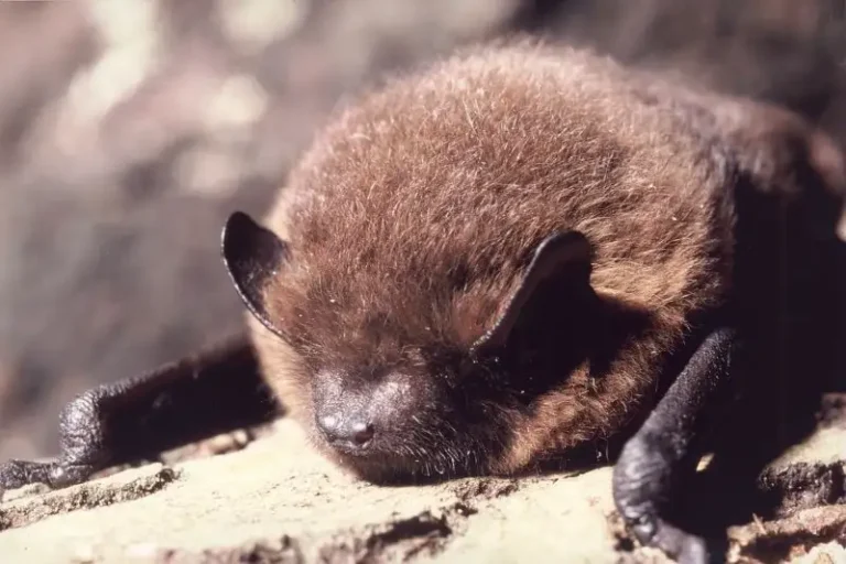 Photographie rapprochée d'une chauve-souris- Pipistrelle commune (Pipistrellus pipistrellus) posée