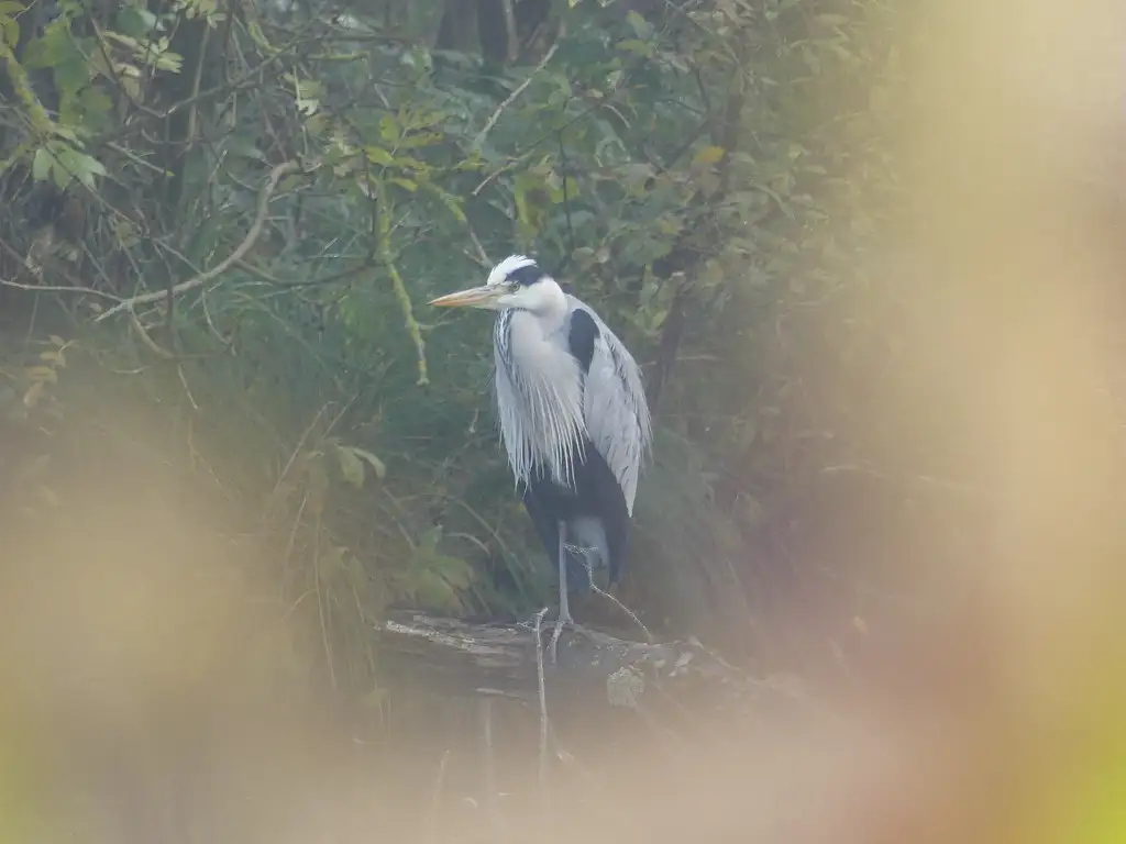 Photographie animalière du Héron cendré (Ardea cinerea)