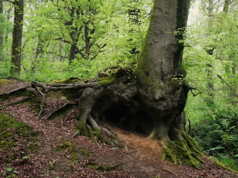 Photographie d'un hêtre Fagus sylvatica au Bois des Dames à Bruay-la-Buissière (Pas-de-Calais)