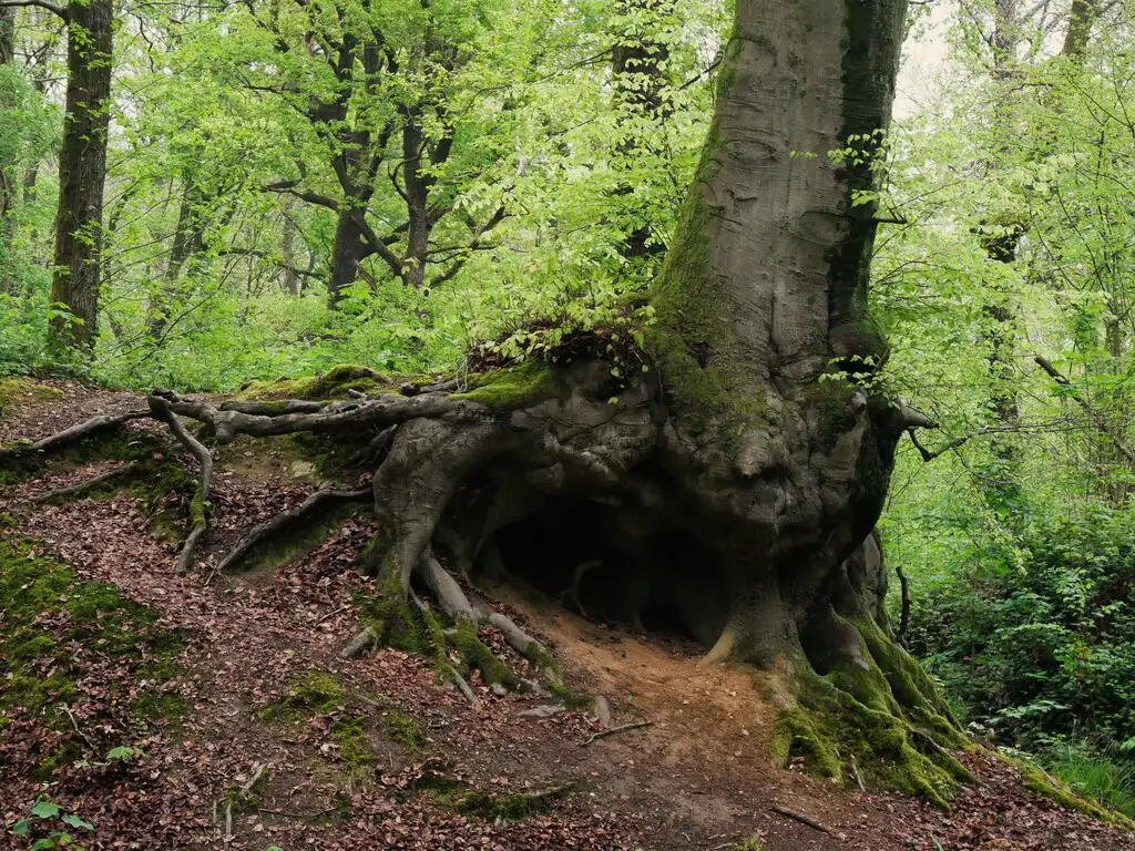 Photographie d'un hêtre Fagus sylvatica au Bois des Dames à Bruay-la-Buissière (Pas-de-Calais)