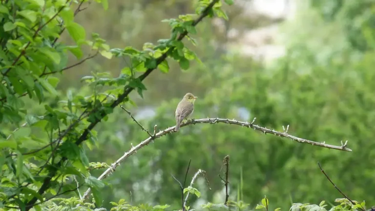 Photographie d'un Hypolaïs polyglotte (Hippolais polyglotta). Oiseau perché sur une branche