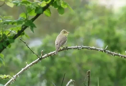 Marais communaux de Breuil-le-Sec