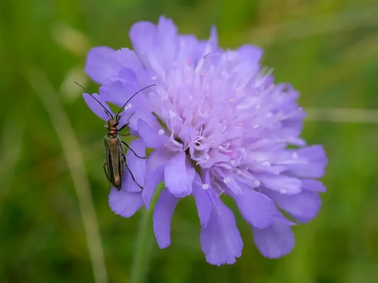 Photographie d'un insecte sur une fleur violette, prise au Fond Mont Joye, Dury/Saint-Fuscien (Somme)