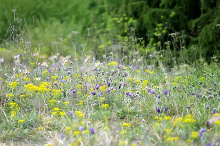Photographie d'anémones pulsatille, prise à la Vallée Monnet à Cambronne-lès-Clermont (Oise). Flore luxuriante dans ce milieu naturel herbacé et calcaire.