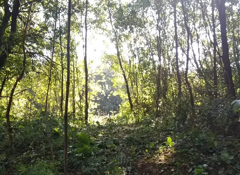 Photographie d'un sentier sur le site des Landes d'Ecques (Pas-de-Calais)