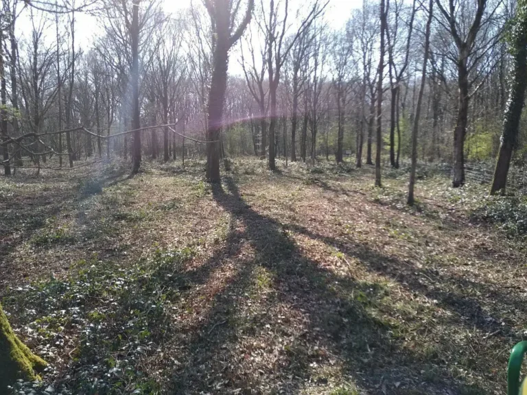 Photographie du Bois de Linghem (Pas-de-Calais)