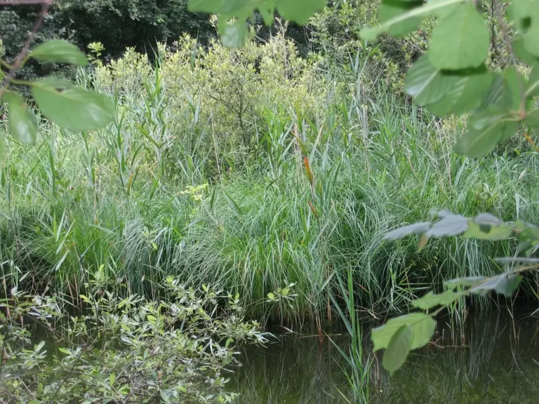 Photographie du Domaine de la Solitude, à Laon (Aisne). Un milieu naturel humide.