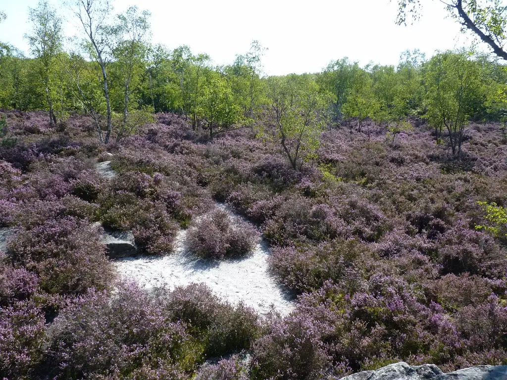Les Bruyères de Rouville