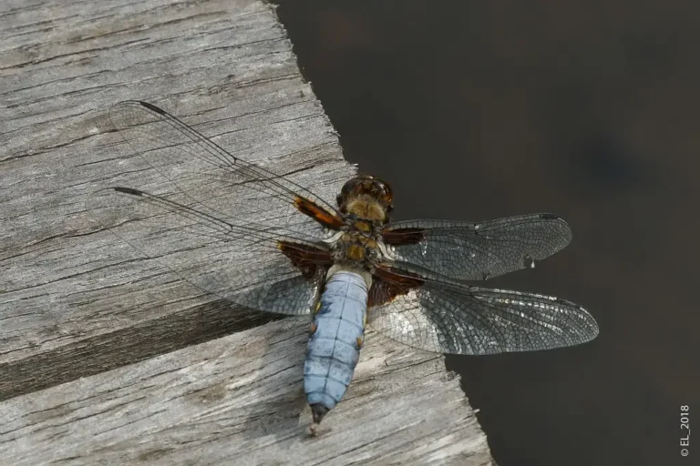 Photographie rapprochée d'une Libellule déprimée (Libellula depressa), à Bresles (Oise)