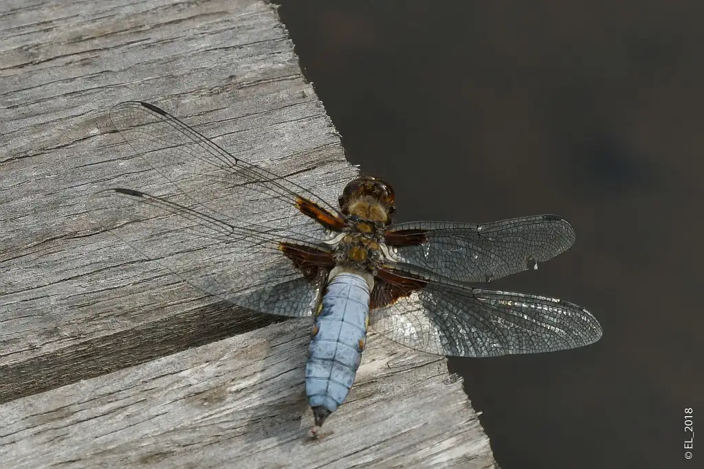 Les Marais et Pelouses de Bresles