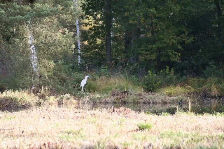 Photographie du Marais de Bourneville, à Marolles (Oise)