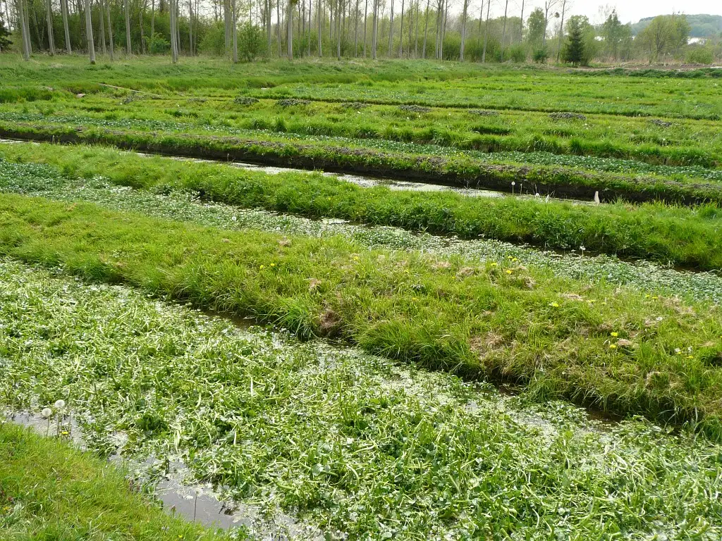 Photographie du Marais de Bresles (Oise)