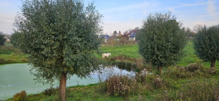 Photographie du Marais de Saint-Laurent-Blangy (Pas-de-Calais). Zone naturelle humide en agglomération.