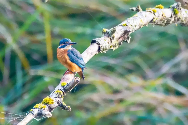 Photographie animalière d'un oiseau Martin Pêcheur d'Europe (aussi appelé Alcedo atthis).