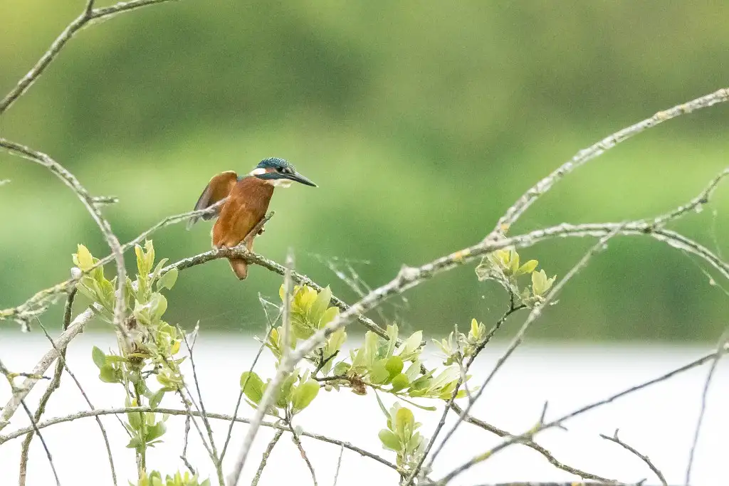 Photographie animalière d'un oiseau Martin Pêcheur d'Europe (aussi appelé Alcedo atthis).