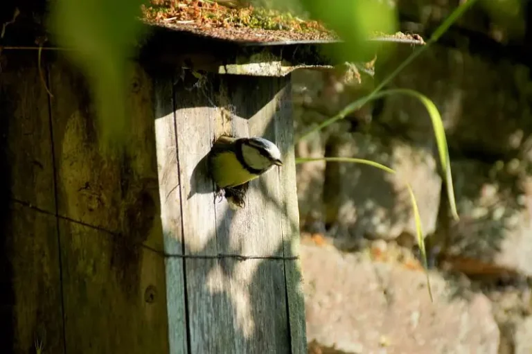Photographie d'une Mésange bleue (Cyanistes caeruleus) dans un nichoir
