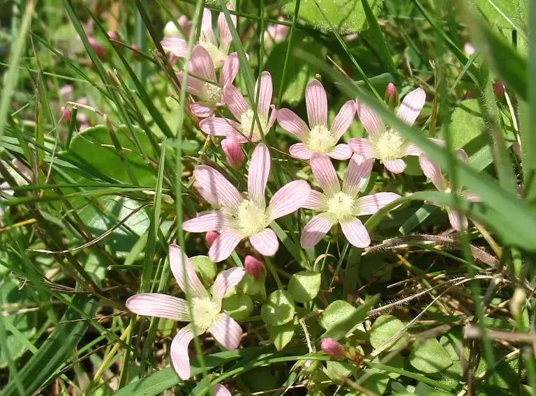 Photo de Mourons délicats (Anagallis tenella)