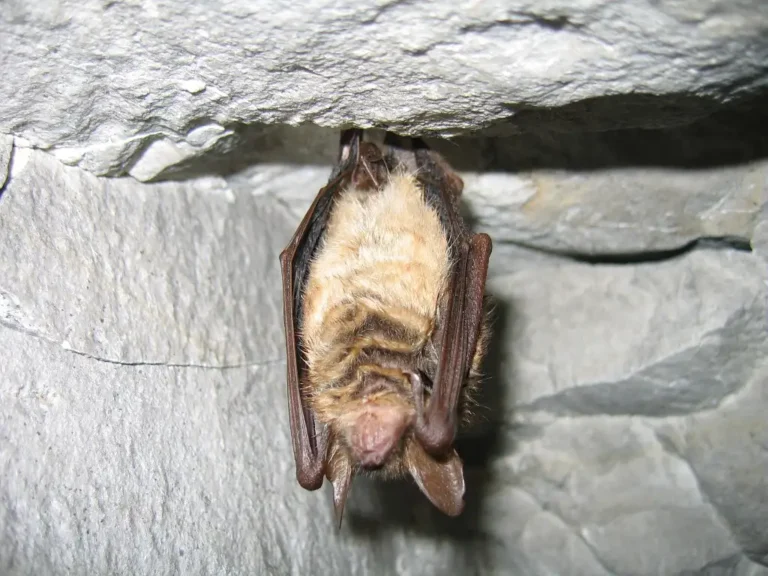 Photographie d'une chauve-souris Myotis emarginatus accrochée tête en bas