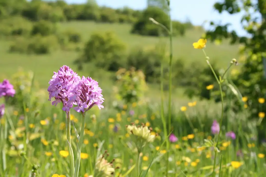 La Vallée Monnet et le Marais de Berneuil