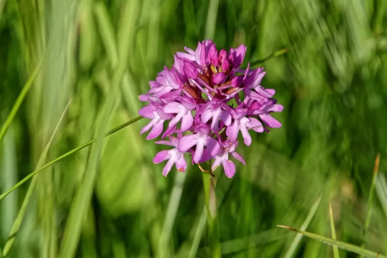 Photographie de la fleur Orchys pyramidale (Anacamptis pyramidalis), prise sur le site du Fond de Cléry à Amblainville (Oise)