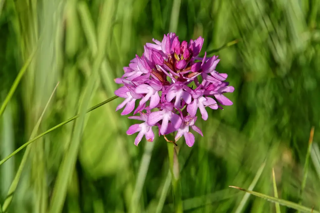 Photographie de la fleur Orchys pyramidale (Anacamptis pyramidalis), prise sur le site du Fond de Cléry à Amblainville (Oise)