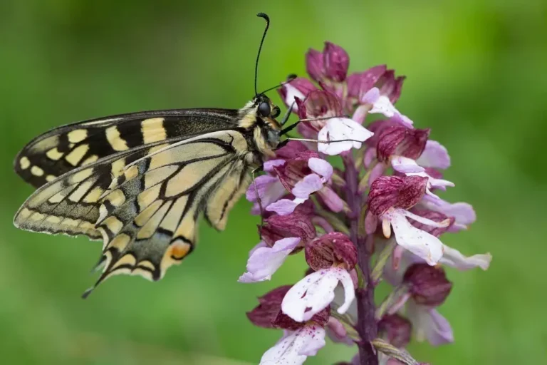 Photographie rapprochée d'un Papilio machaon sur une fleur