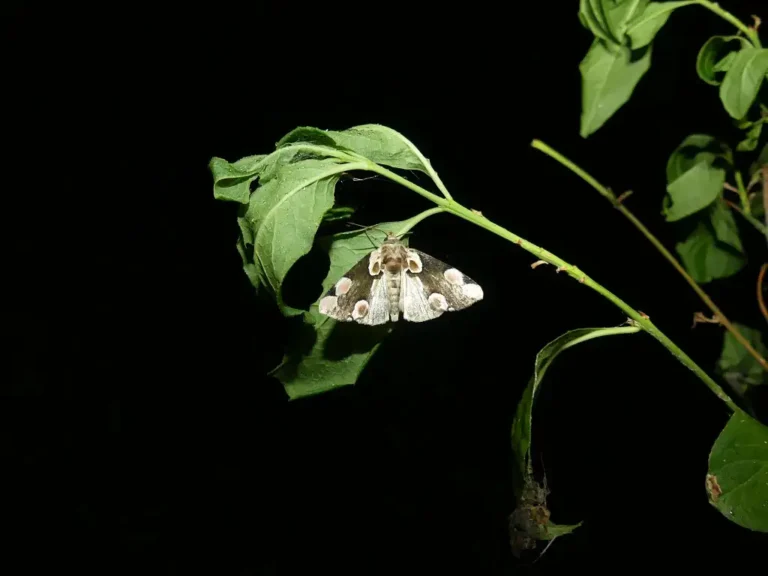 Photographie d'un Papillon de nuit Thyatira batis