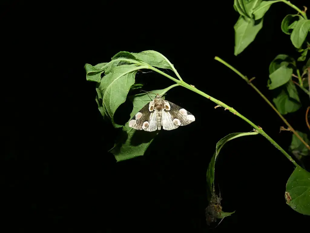 Les Communaux de Royaucourt-et-Chailvet