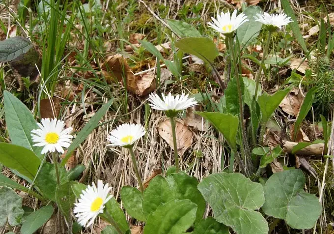 Photographie de Pâquerettes (Bellis perennis)
