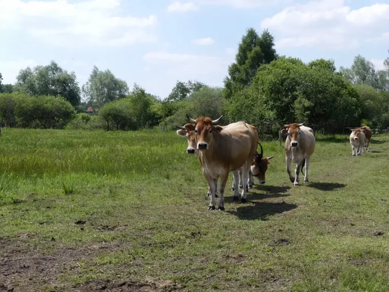 Photographie de bovins dans un pâturage de la Réserve Naturelle Nationale (RNN) de l'Etang Saint-Ladre à Boves (Somme).