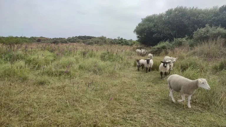 Photographie d'un pâturage ovins sur le site des Hemmes de Marck dans le Pas-de-Calais