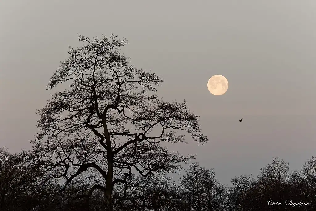 Grande prairie d&rsquo;Escarmain