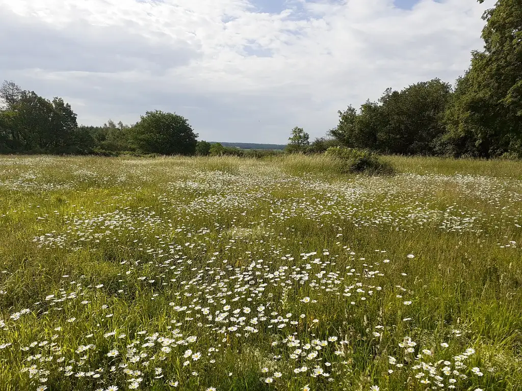 Photographie de la pelouse calcicole centrale fleuri de la Réserve Naturelle Régionale (RNR) des Monts de Baives (Nord)