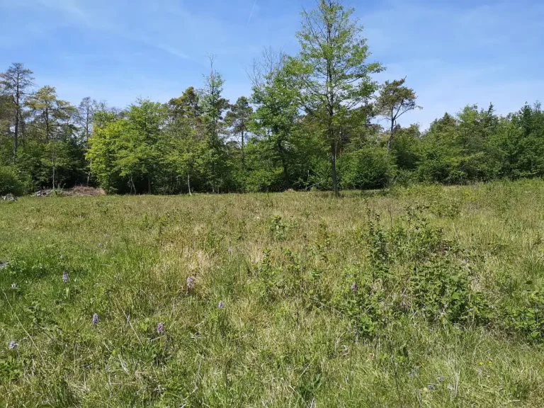 Pelouse de la Vallée Monnet, Cambronne-lès-Clermont (Oise)