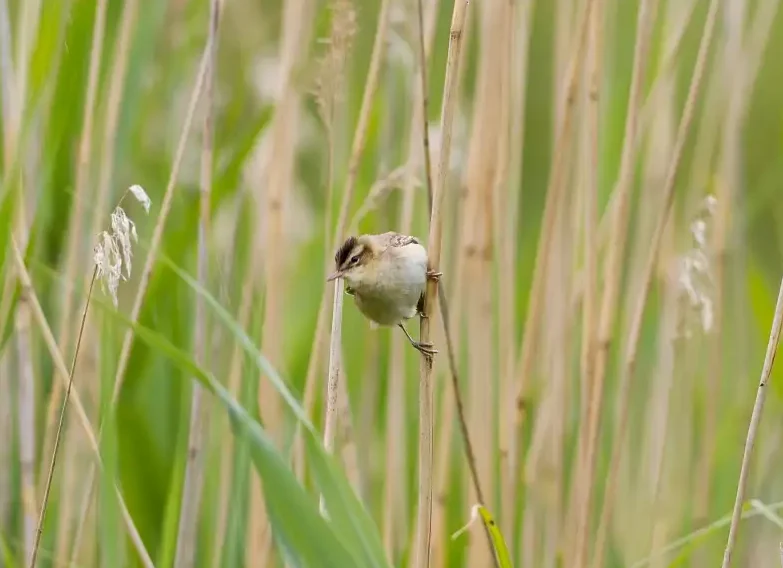 Marais du Pont-sans-pareil