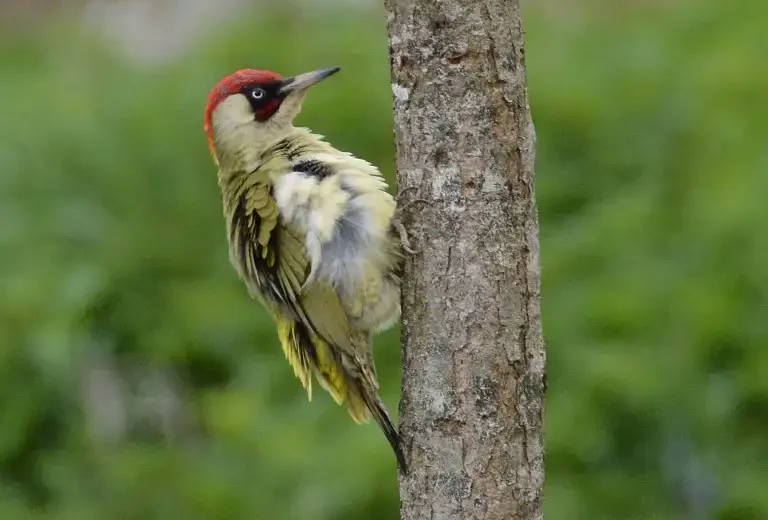 Photographie d'un Pic vert (Picus Viridis) sur un arbre