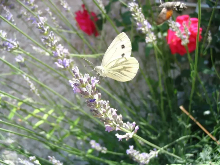 Photographie d'un Piéride du navet (Pieris napi).