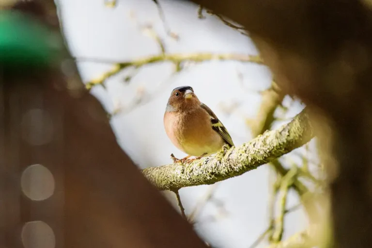Photographie d'un Pinson des arbres (Fringilla coelebs)
