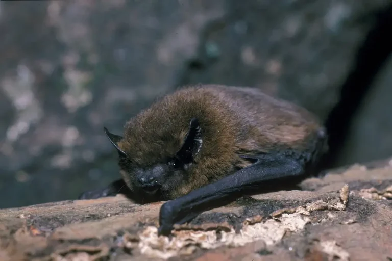 Photographie rapprochée d'une chauve-souris- Pipistrelle commune (Pipistrellus pipistrellus) posée
